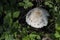 Parasol mushroom (Lepiota proÑÐµrÐ°)